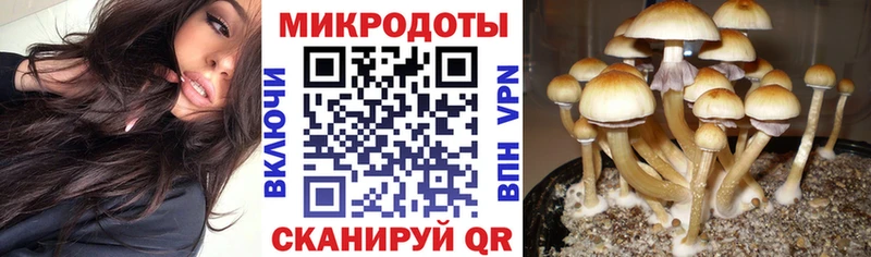 Галлюциногенные грибы Psilocybine cubensis Купить Себеж